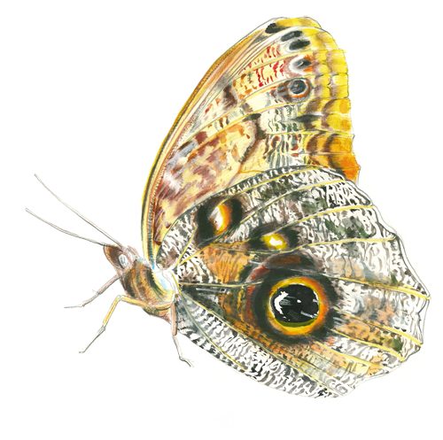 Vlinder